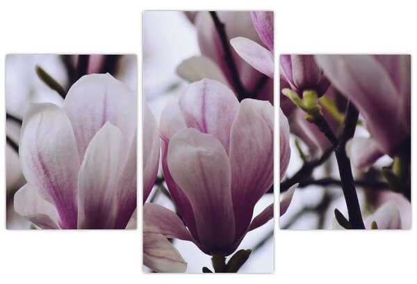 Slika - Magnolija (90x60 cm)