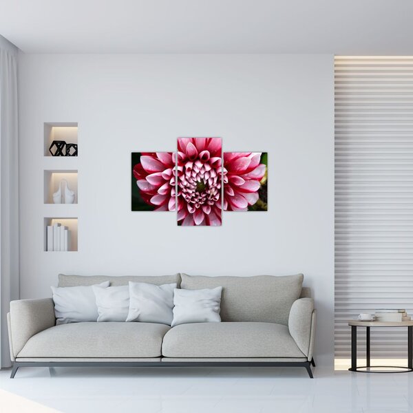 Slika ružičaste dalije (90x60 cm)