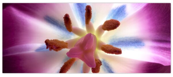 Slika - Cvijet tulipana u detalju (120x50 cm)