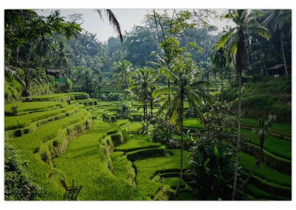Slika rižinih terasa Tegalalang, Bali (90x60 cm)