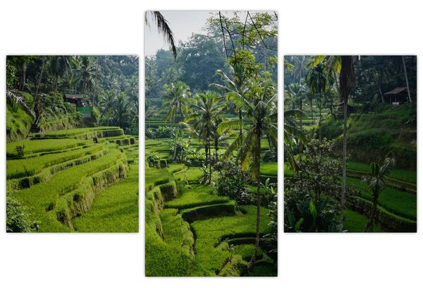 Slika rižinih terasa Tegalalang, Bali (90x60 cm)