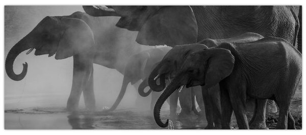 Slika slonova - crno-bijela (120x50 cm)