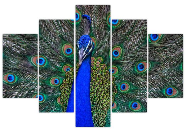 Slika - Paun (150x105 cm)