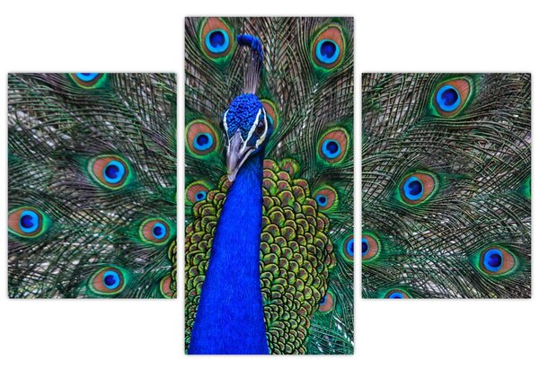 Slika - Paun (90x60 cm)