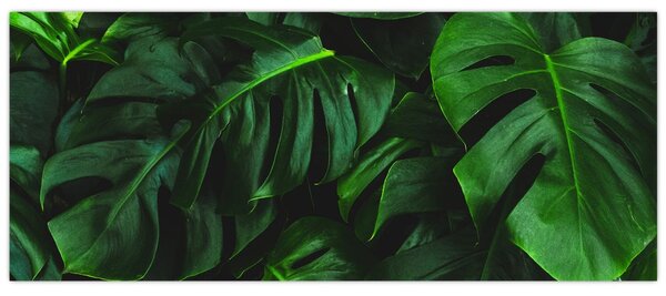 Slika lišća Monstery (120x50 cm)