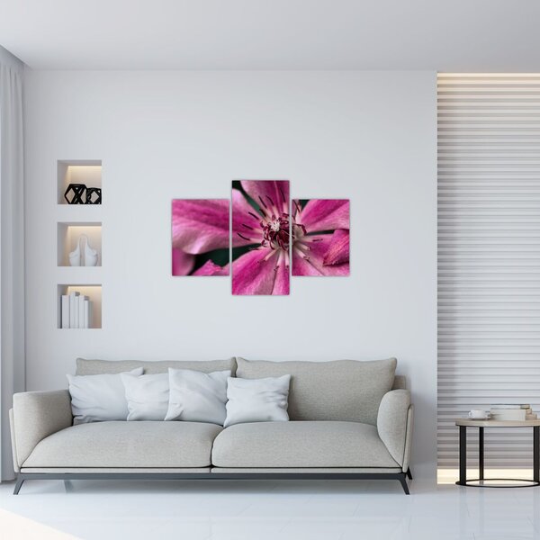 Slika ružičastog cvijeta klematisa (90x60 cm)