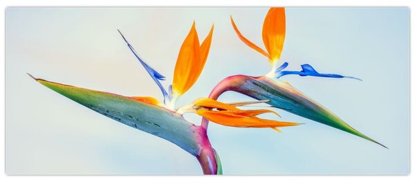 Slika cvijeta Strelicije (120x50 cm)