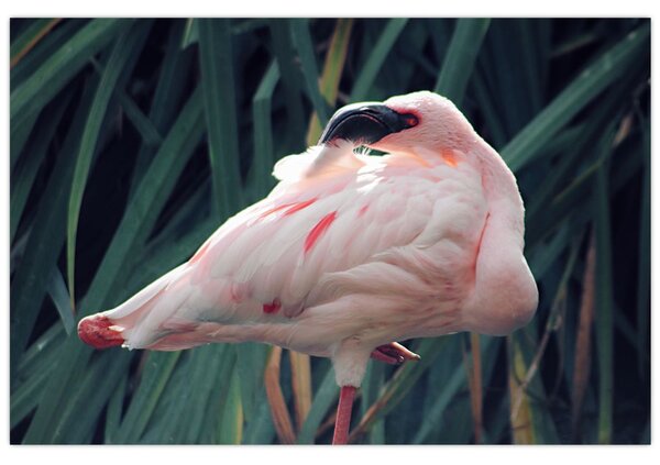 Slika - Flamingo (90x60 cm)