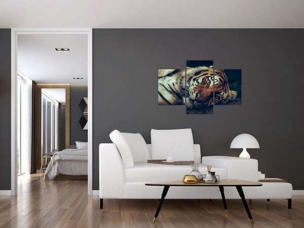 Slika - Sibirski tigar (90x60 cm)