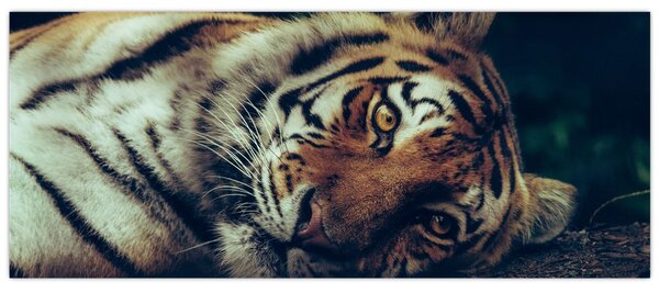 Slika - Sibirski tigar (120x50 cm)