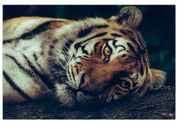 Slika - Sibirski tigar (90x60 cm)