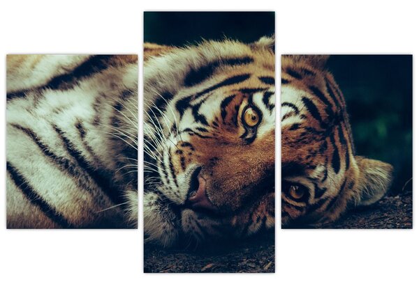 Slika - Sibirski tigar (90x60 cm)