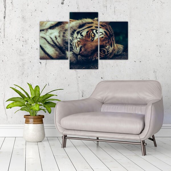 Slika - Sibirski tigar (90x60 cm)