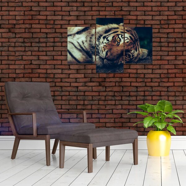 Slika - Sibirski tigar (90x60 cm)
