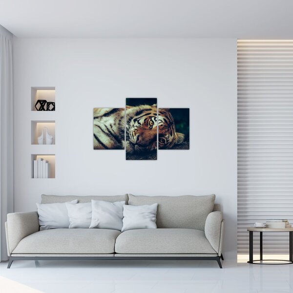 Slika - Sibirski tigar (90x60 cm)