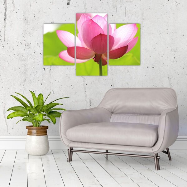 Slika cvijeta lotosa (90x60 cm)