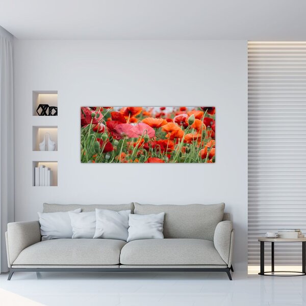 Slika polja maka (120x50 cm)