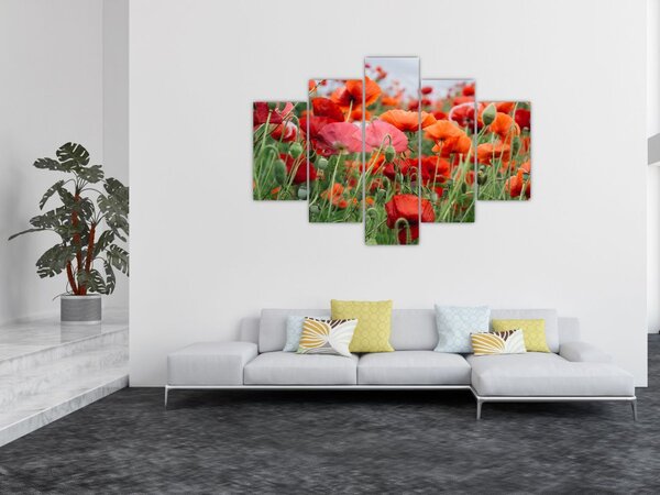 Slika polja maka (150x105 cm)