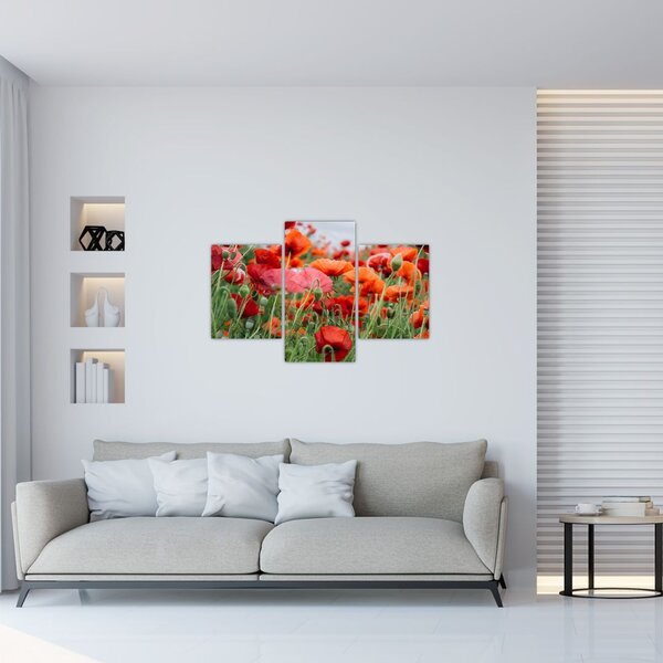 Slika polja maka (90x60 cm)