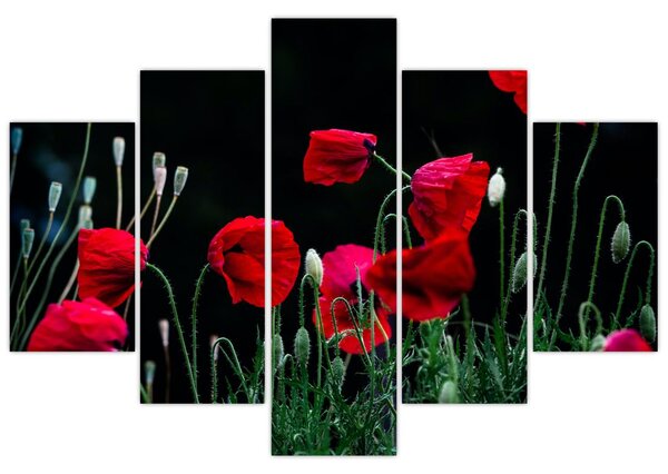 Slika - Ples makova (150x105 cm)
