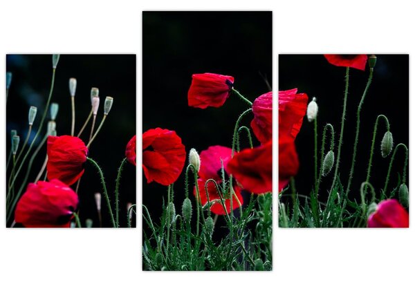 Slika - Ples makova (90x60 cm)