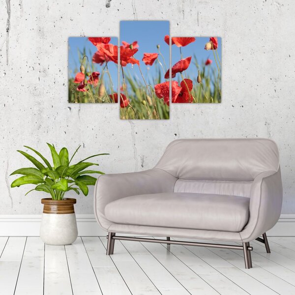 Slika - makovi (90x60 cm)