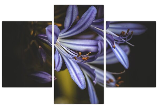 Slika - Lila (90x60 cm)