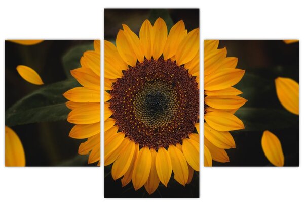 Slika - Suncokreti i latice cvijeta (90x60 cm)