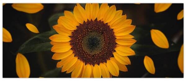 Slika - Suncokreti i latice cvijeta (120x50 cm)