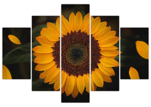 Slika - Suncokreti i latice cvijeta (150x105 cm)