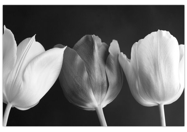 Slika - Crno-bijeli cvjetovi tulipana (90x60 cm)
