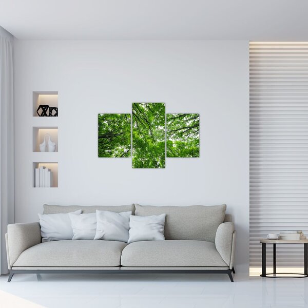 Slika - Pogled u krošnje drveća (90x60 cm)