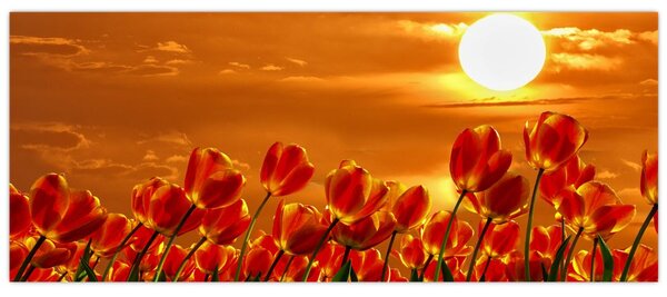 Slika cvatućeg polja s tulipanima (120x50 cm)