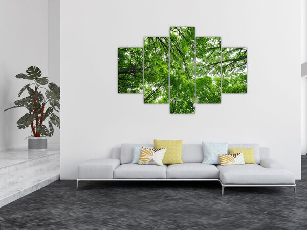 Slika - Pogled u krošnje drveća (150x105 cm)