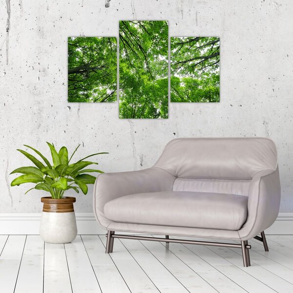 Slika - Pogled u krošnje drveća (90x60 cm)
