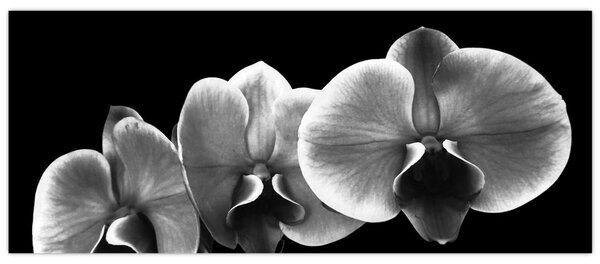Slika cvijeta orhideje (120x50 cm)