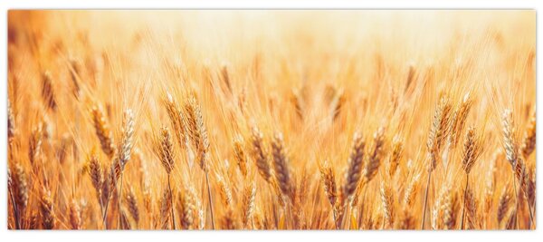 Slika - polje sa žitom (120x50 cm)