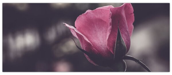 Slika - Detalj cvijeta ruže (120x50 cm)