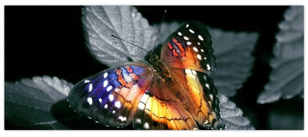 Slika leptira (120x50 cm)