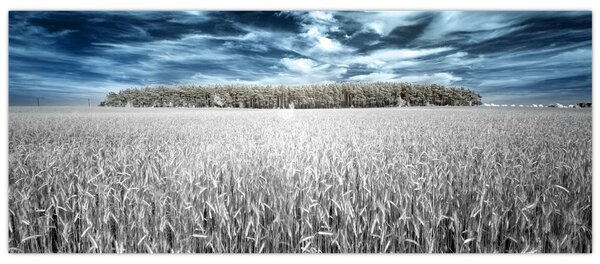 Slika polja (120x50 cm)