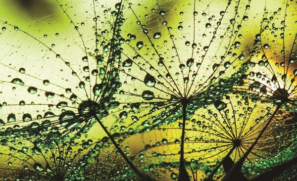 Foto tapeta - Maslačci - apstrakcija - zeleni (152,5x104 cm)
