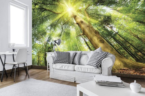 Foto tapeta - Stablo na dnevnom svjetlu (152,5x104 cm)
