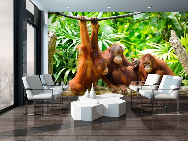 Foto tapeta - Orangutani u džungli (152,5x104 cm)
