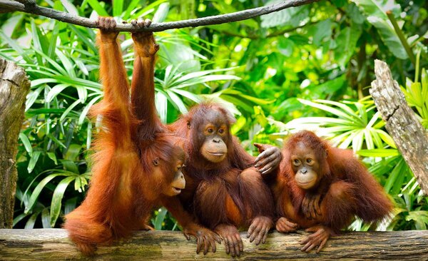 Foto tapeta - Orangutani u džungli (152,5x104 cm)