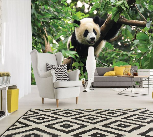 Foto tapeta - Panda na stablu (152,5x104 cm)