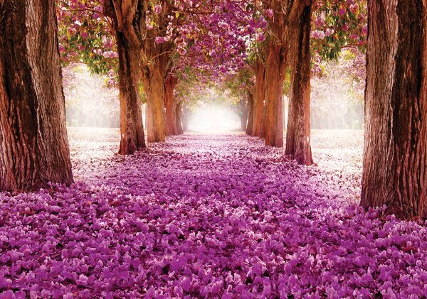 Foto tapeta - Ljubičasto cvijeće u aleji (152,5x104 cm)