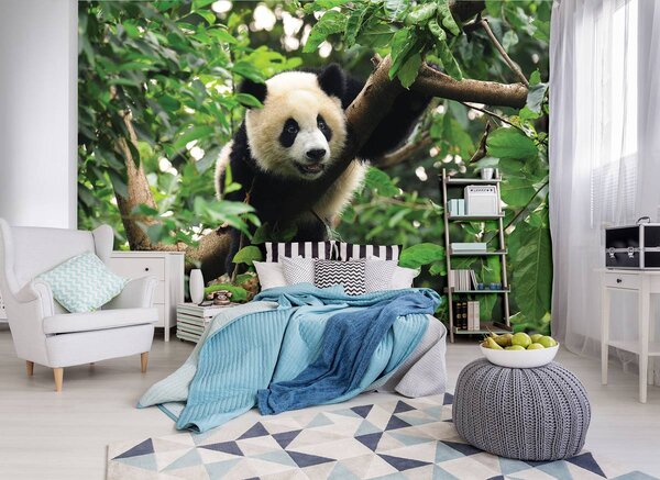 Foto tapeta - Panda na stablu (152,5x104 cm)