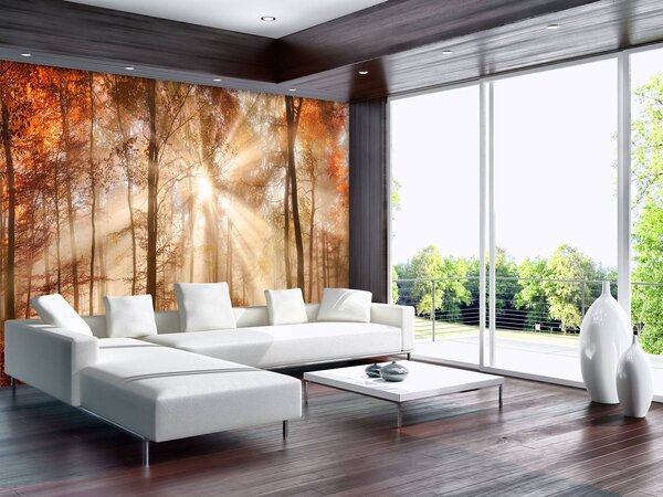 Foto tapeta - Jesenska šuma na suncu (152,5x104 cm)