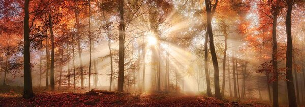 Foto tapeta - Jesenska šuma na suncu (152,5x104 cm)