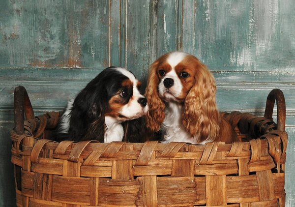 Foto tapeta - King Charles Spaniel (152,5x104 cm)